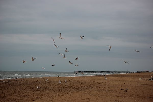 The wind was harrassing the birds!...