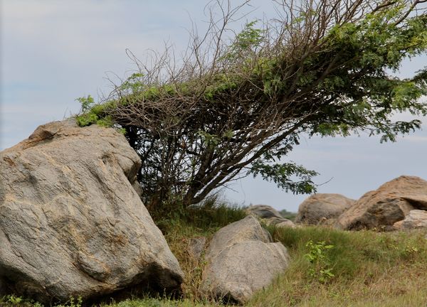This is really a true wind-swept tree in Aruba....