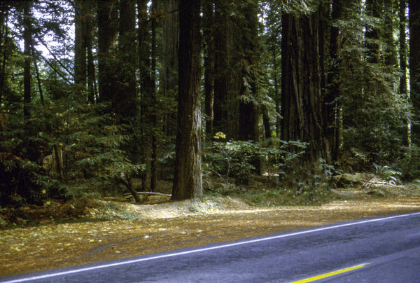Sequoia Trees...