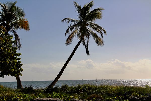 Palm Trees in Key West, FL...