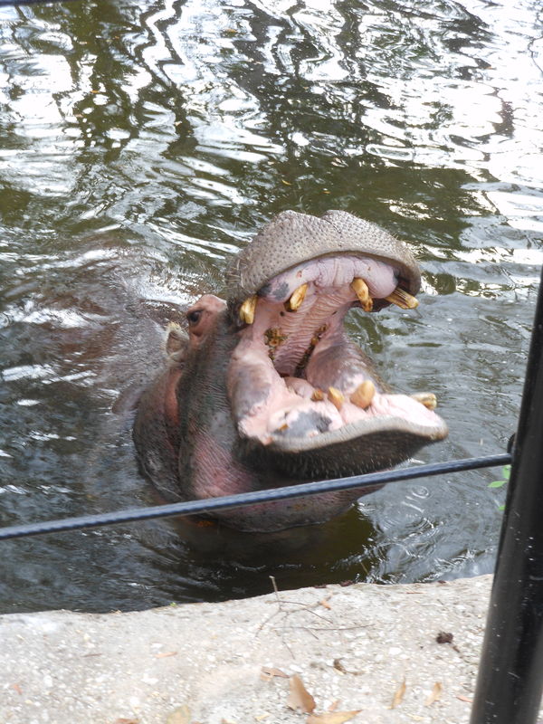 hungry hippo...