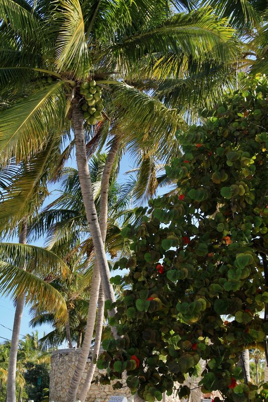 Coconut Palm...
