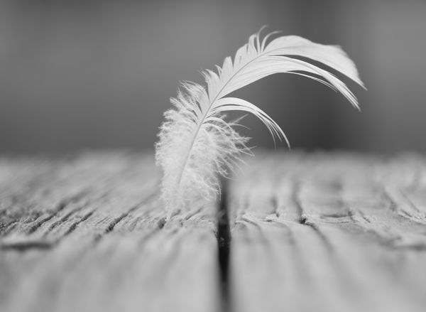 1. Feather...