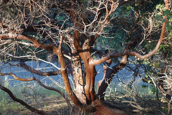 Manzanita tree in the San Diego mountains...