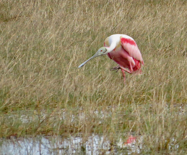 Spoonbill. If it itches, scratch it!...