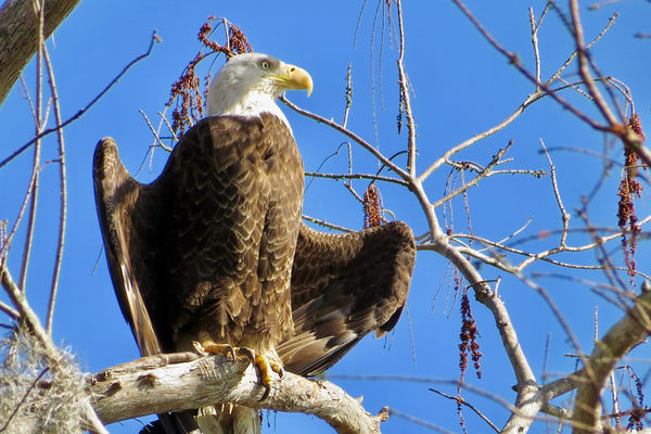Bald eagle warming up in the morning sun....