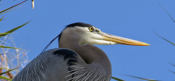 Great blue heron. I like the light on it's face....