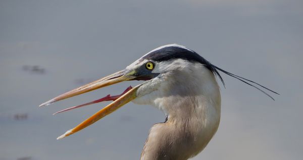 Close up of a great blue heron. What a tongue!...