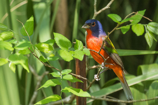 Painted bunting...