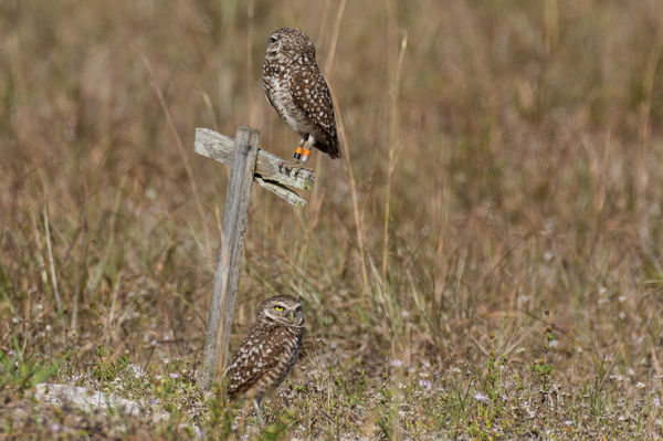 Burrowing owl pair...