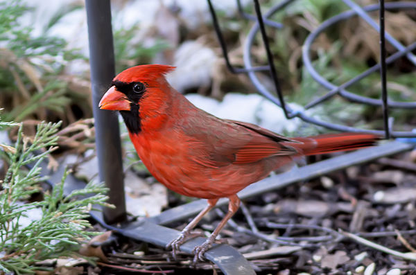 male Cardinal...