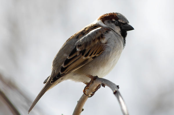 male House Sparrow...