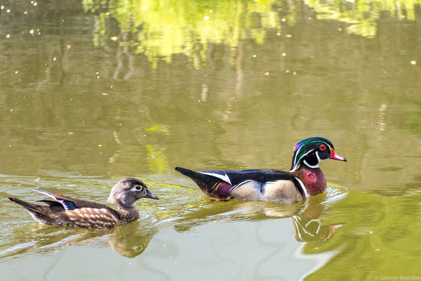 Wood Duck with duckling...