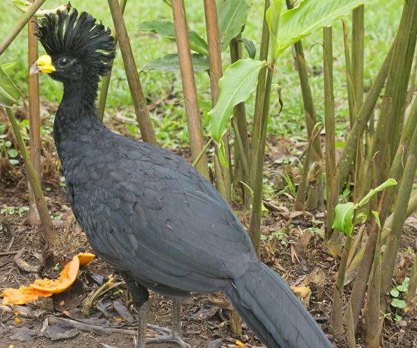 Great Curassow (Male)...