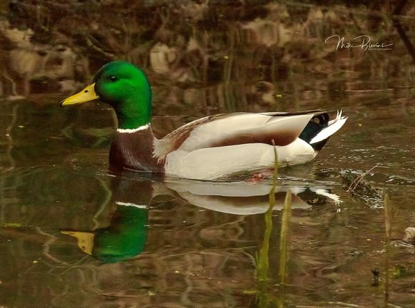 Mallard Duck - Drake (Anas platyrhynchos)...
