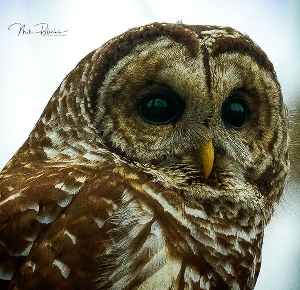 Barred Owl (Strix varia)...