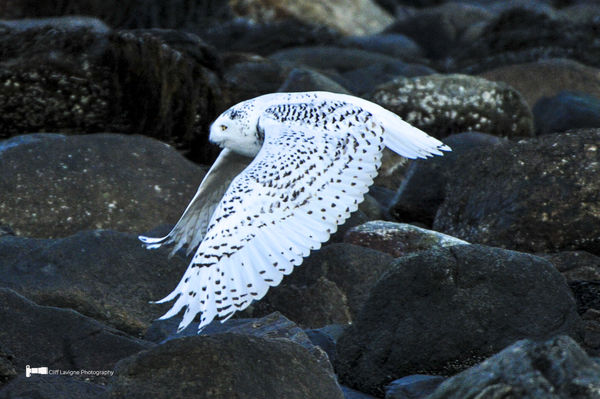 Snowy Owl flying to pole to look for prey...