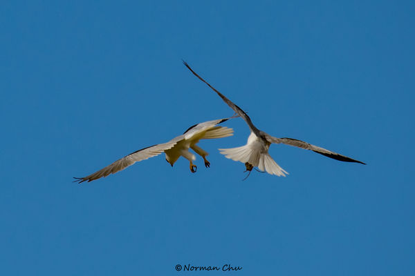 Female flying off with her meal....