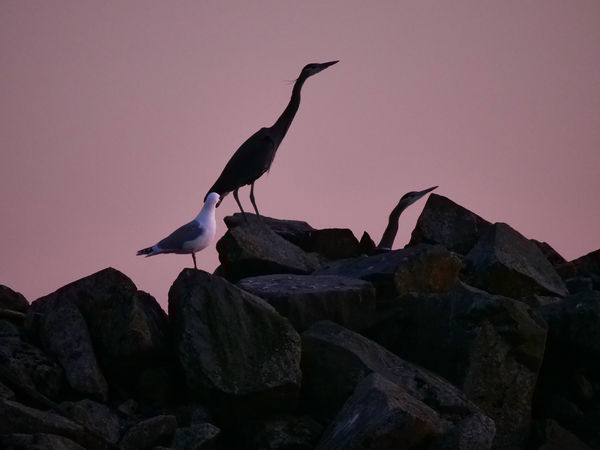 Two Great Blue Herons on the breakwater in front o...