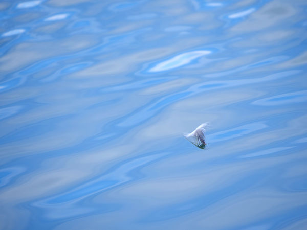 A lonely feather floating behind my swim deck....