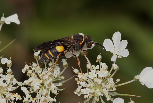 Kleptoparasitic wasp...