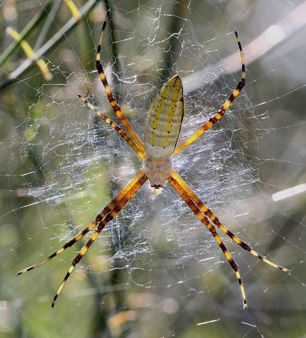 Banded argiope...