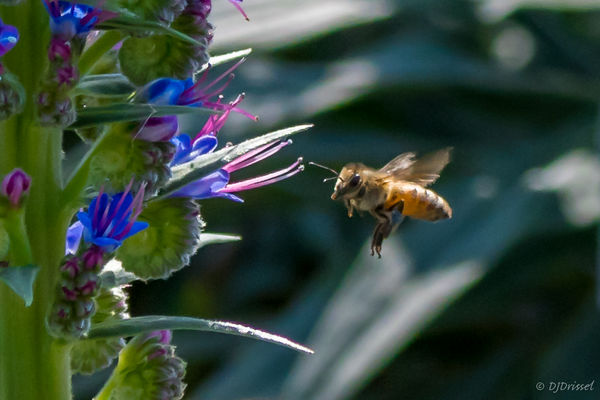 Honey bee - Pride of madeira plant...