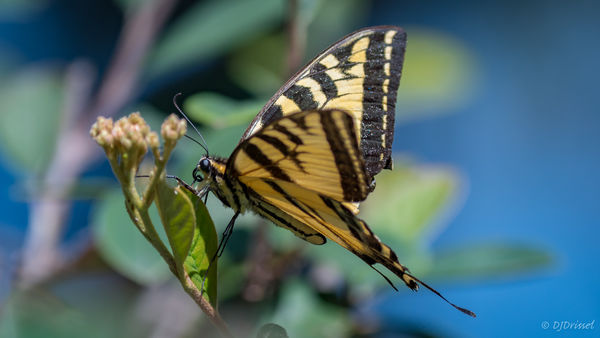 Yellow Swallowtail...