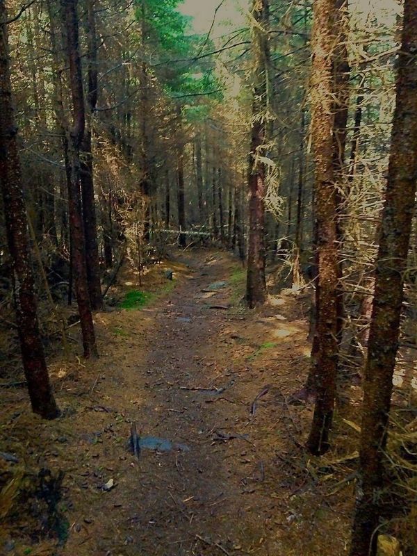 Woods trail...