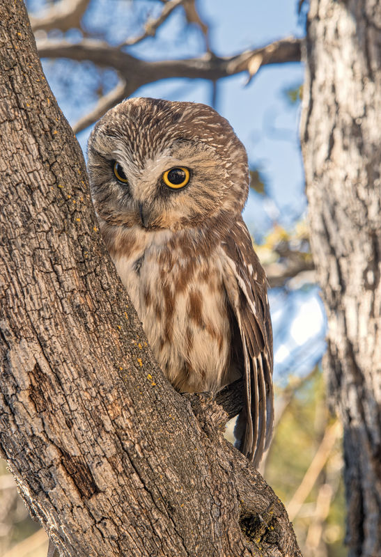 This little female Saw- Whet owl is so cute....