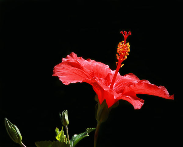 Hibiscus from back yard. Saw the completed picture...