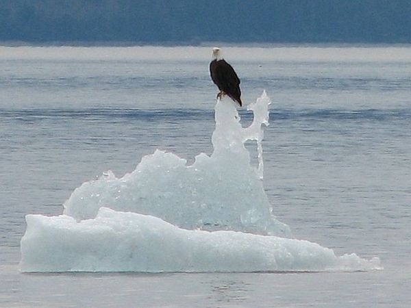 Eagle on Ice...