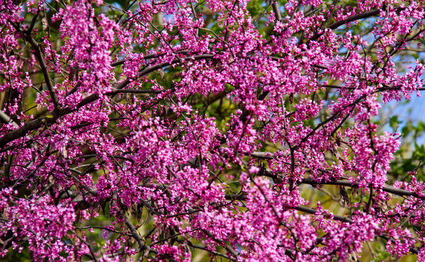 #1  Blooming red bud tree, a sure sign that spring...