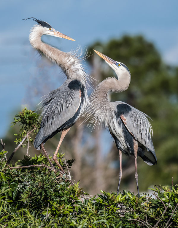 Birds of the Venice Rookery: Captured on 3/8 and 3/9...