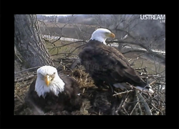 This is a print screen on line UStream Eagles...