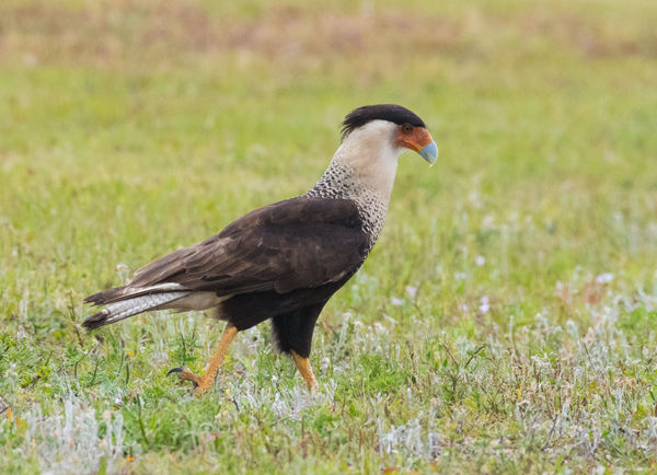 A Crested Caracara strutting its stuff in a cow pa...