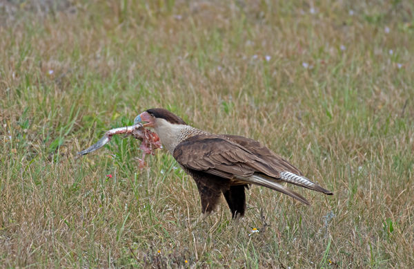Another Crested Caracara pickin' on some bones...
