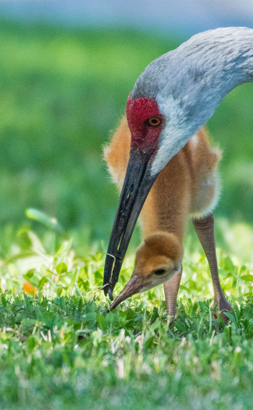 Sandhill Crane and colt teaching/learning how to e...