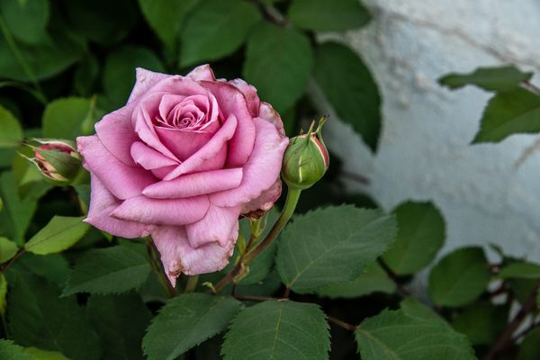 April Rose: First Rose of the year...