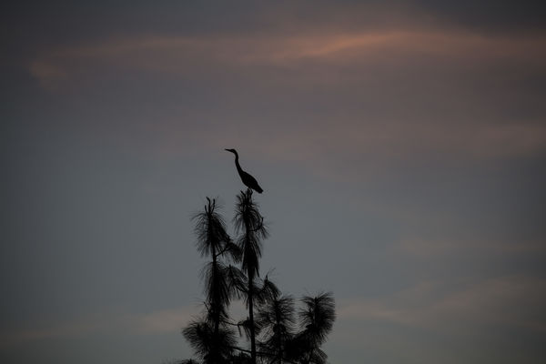 At dusk the Heron perches atop the pine tree and t...