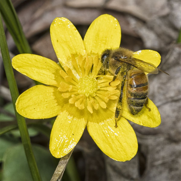 Bee on Yellow Flower...
