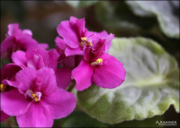 my mini African Violet......