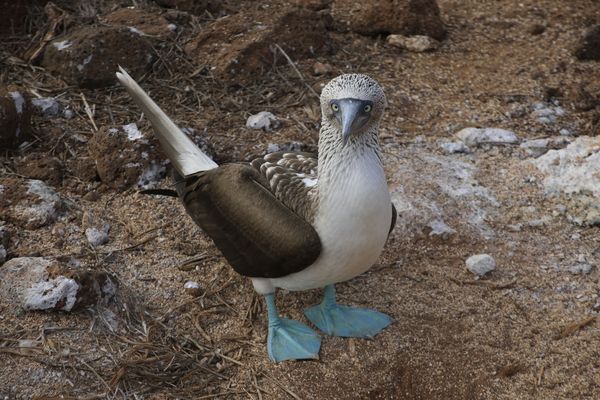 Blue Footed Boobie...