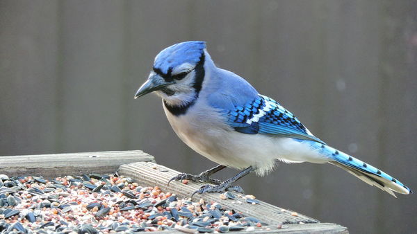 bluejay: