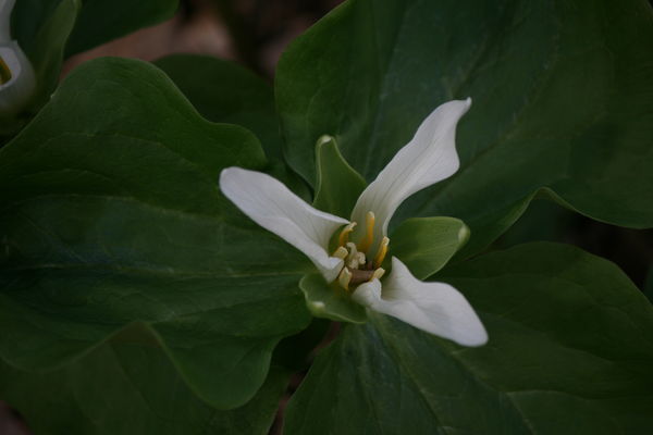 Trillium.  There is a swampy area where this speci...