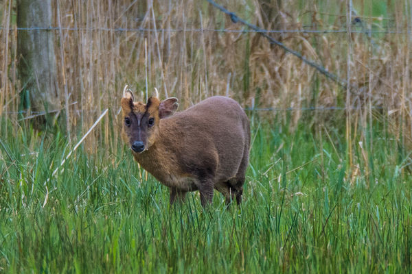 Muntjac buck, note small fangs...