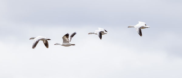 More Snow Geese...