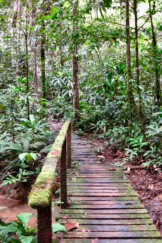 through the Amazon rainforest...