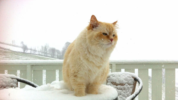 Wintercat...