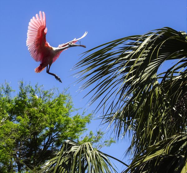 Roseate Spoonbill and building material...